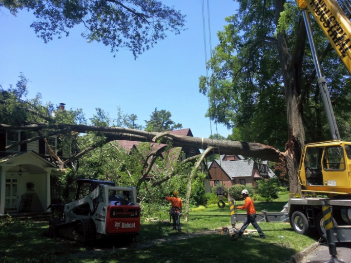 tree service alexandria