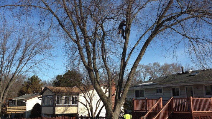 residential tree service
