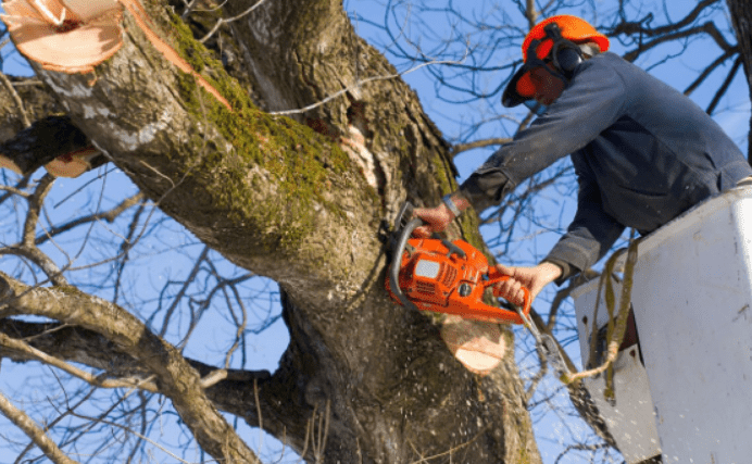tree removal